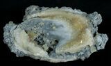 Calcite Crystal Filled Clam Fossil #6045-1